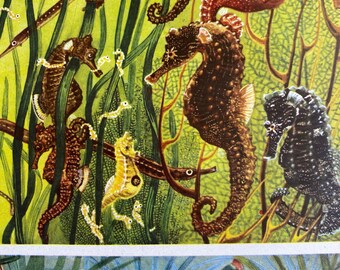 1968 Original Vintage Fish Print - Seahorses - Available Framed