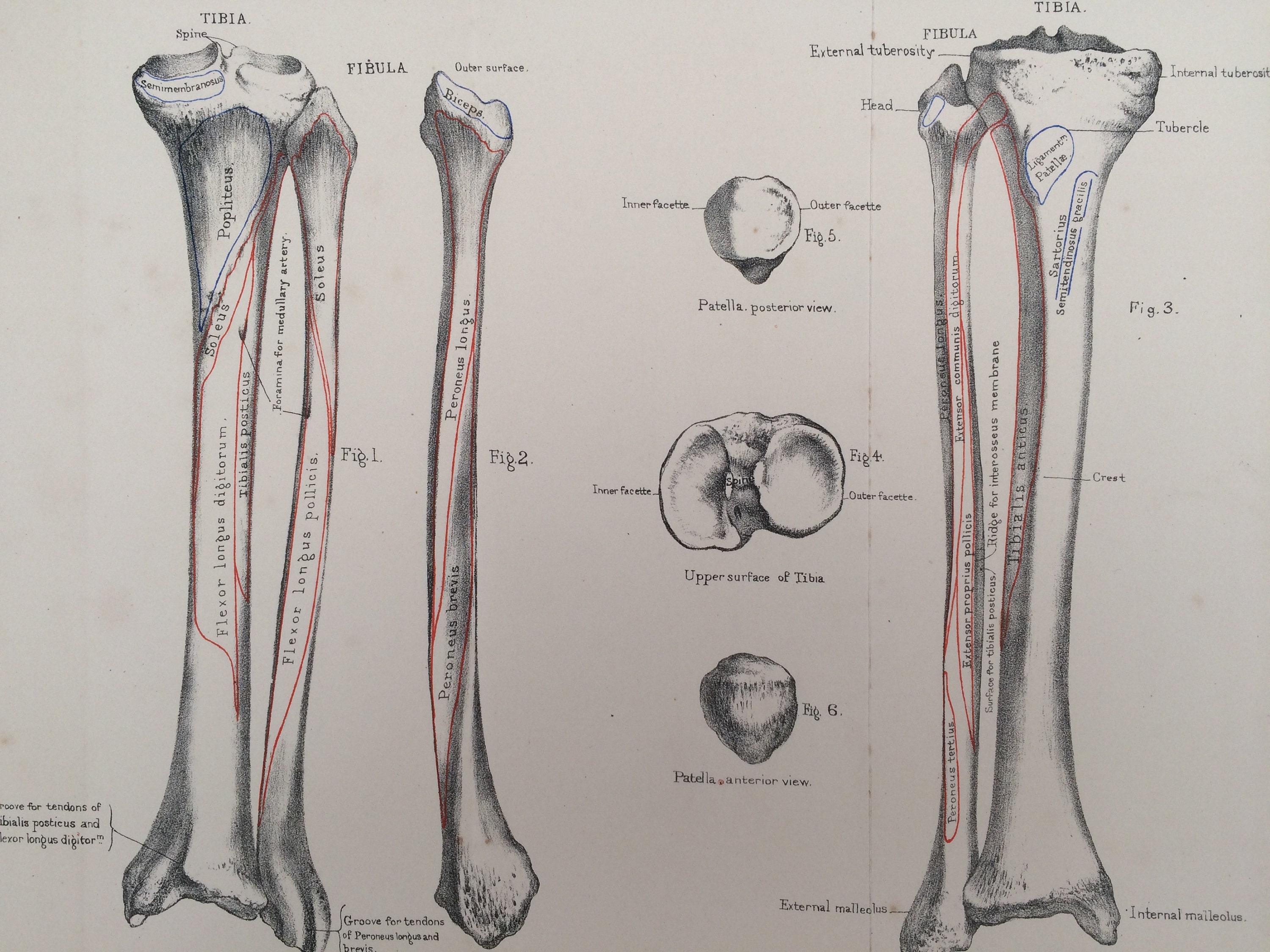 tibia osteology