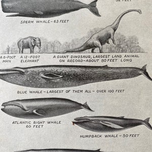 1940s Whales Original Vintage Print - Aquatic Mammals - Blue Whale - Sperm Whale - Killer Whale - Mounted and Matted - Available Framed