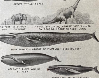 1940s Whales Original Vintage Print - Aquatic Mammals - Blue Whale - Sperm Whale - Killer Whale - Mounted and Matted - Available Framed