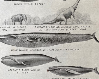 1940s Whales Original Vintage Print - Aquatic Mammals - Blue Whale - Sperm Whale - Killer Whale - Mounted and Matted - Available Framed