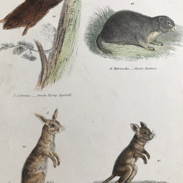 1862 Grand écureuil volant, marmotte alpine, Cap Jerboa et Jerboa égyptien Gravure originale ancienne colorée à la main - Faune