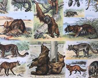 1897 Mammals Original Antique Print - Lion, Bear, Tiger, Polar Bear, Bat, Raccoon, Lemur, Monkey - Mounted and Matted - Available Framed