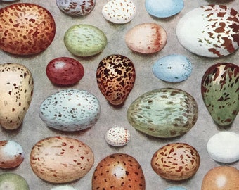 1940s Birds Eggs Original Vintage Print - Mounted and Matted - Bird - Ornithology - British Birds - Wildlife - Available Framed