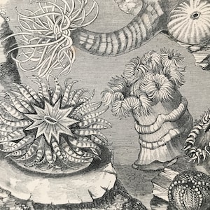1863 Sea Anemones Original Antique Print - Fish - Ocean Wildlife - Marine Decor - Mounted and Matted - Available Framed