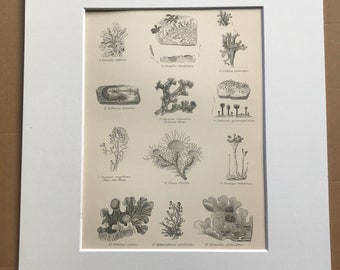 1891 Lichens Original Antique Print - Botanical Decor - Botany - Available Framed