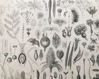 1869 Botany Large Original Antique Print - Botanical Art - Leaves - Formation of Fruit - Gift for Botanist - Mounted and Matted