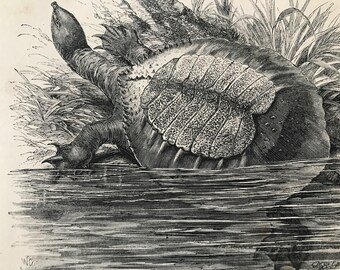 1863 Snapping Turtle Original Antique Print - Reptile - Natural History - Mounted and Matted - Available Framed