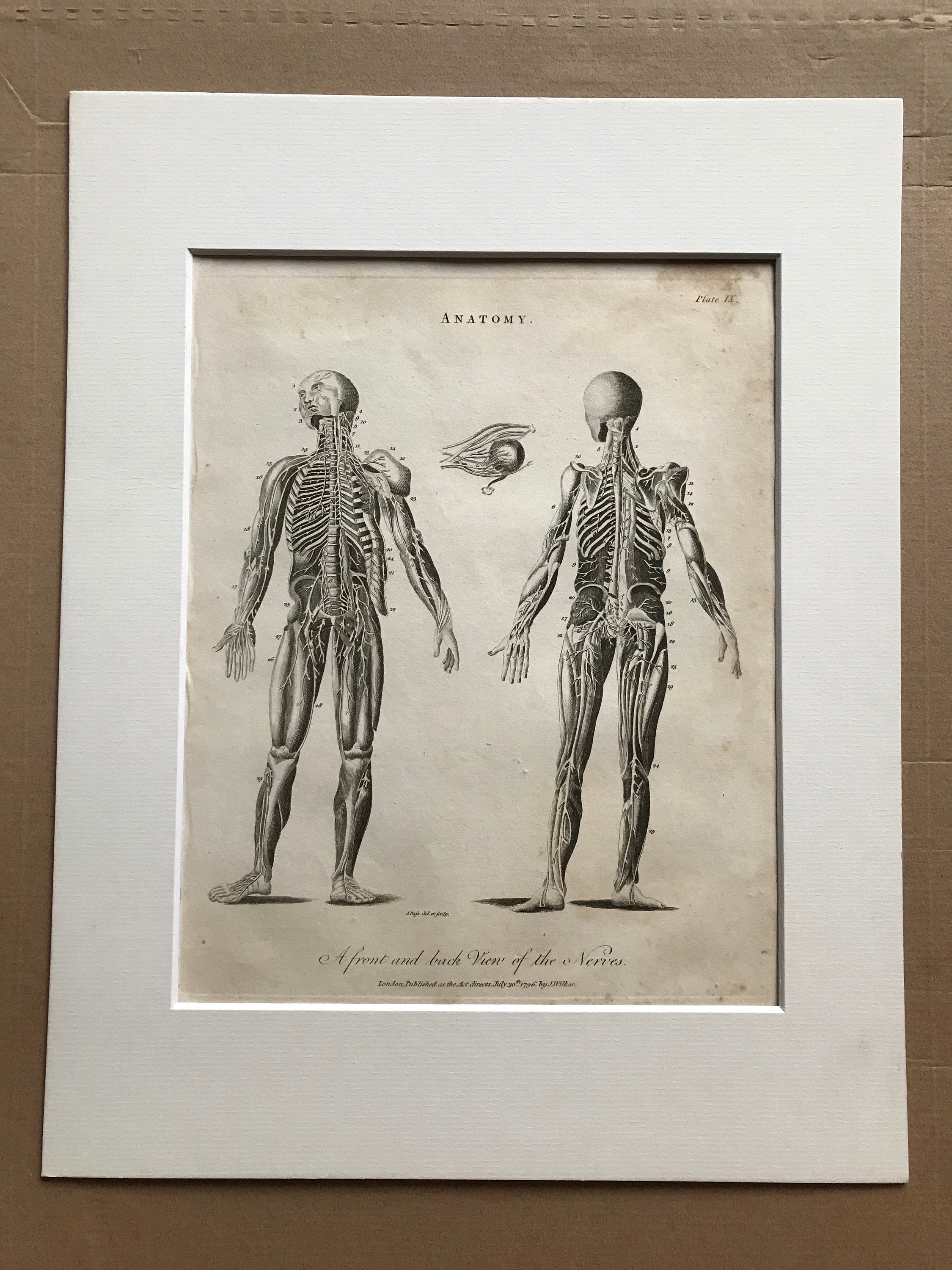1810 Front and Back View of the Nerves Original Antique Copperplate ...