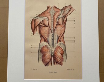 1890 Original Antique Anatomical Print - Muscles - Anatomy - Medical Decor - Science - Mounted and Matted - Available Framed