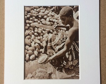 1940s West Africa - Woman opening Cacao Pod Original Vintage Sepia Photo Print - Mounted and Matted - Available Framed