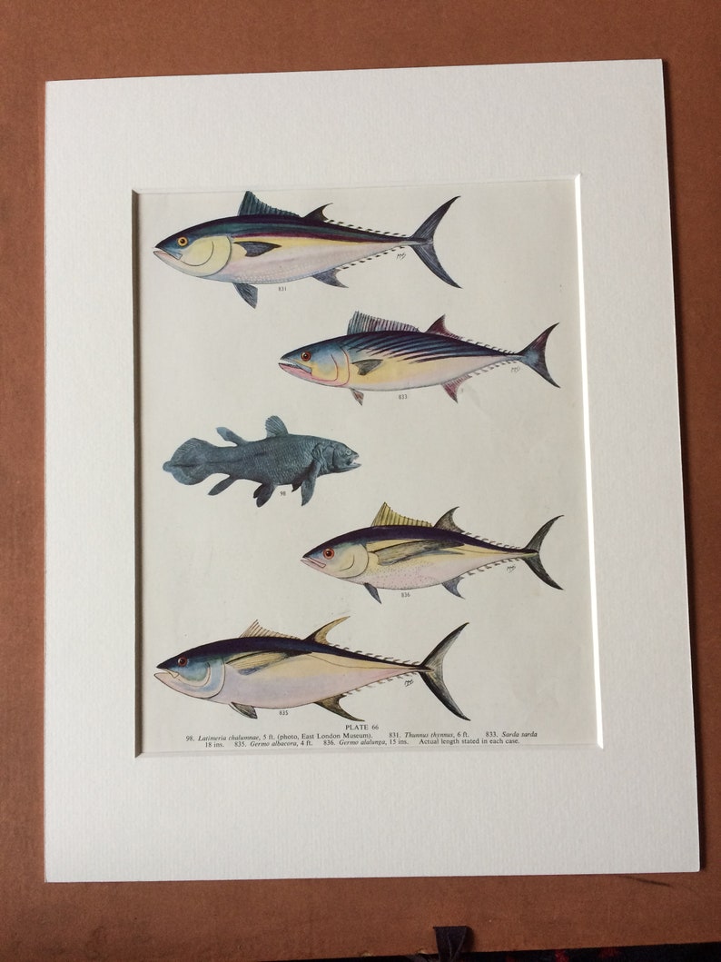 1950 Original Vintage Fish Print Marine Species Sealife Tropical Fish Ocean Decor Mounted and Matted Available Framed