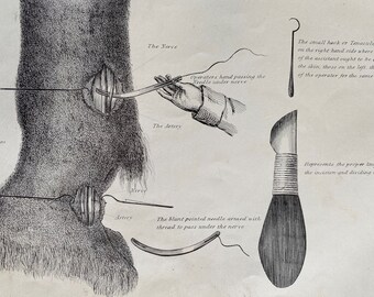 1870 The Nerve Operation or Neurotomy Original Antique Print - Equine Decor - Equestrian Gift - Horse Anatomy - Gift for Vet