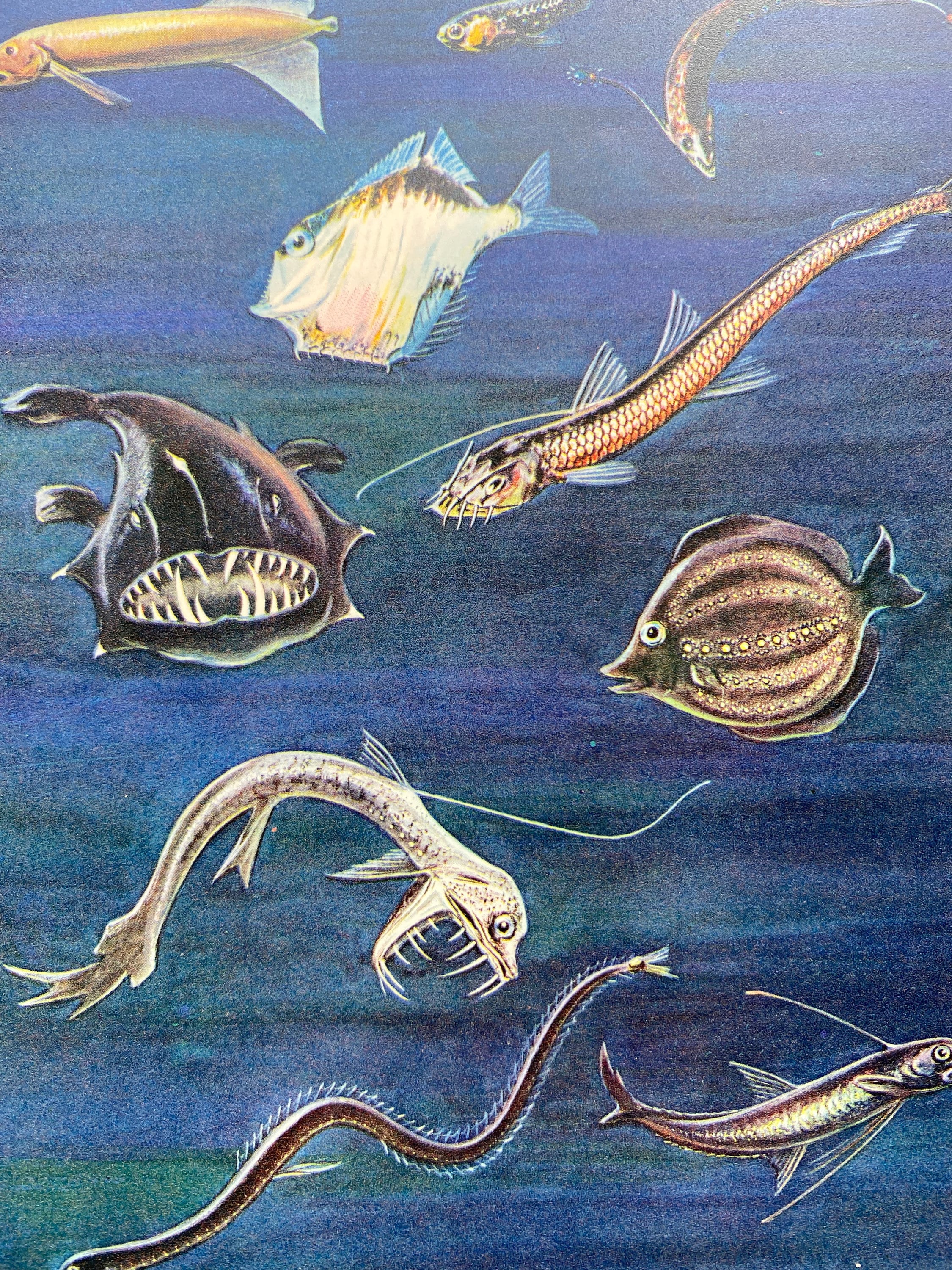 1950 Denizens of the Deep Original Vintage Print - Deep Sea Fish