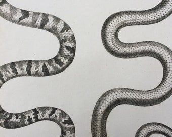 1810 Fulginosa & Alba Snakes Original Antique Copperplate Engraving - Mounted and Matted - Wall Decor - Decorative Art - Serpent - Framed