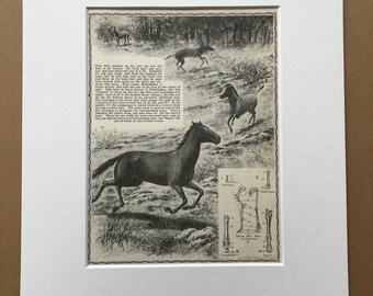 1940s The Horse and some of his ancestors Original Vintage Print - Equine Decor - Mounted and Matted - Available Framed