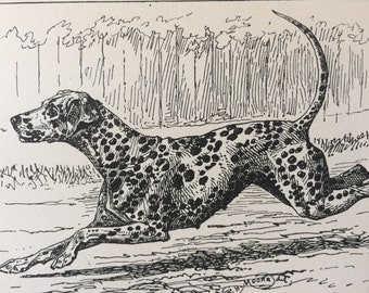 1900 Dalmatian Original Vintage Dog Illustration - Animal Art - Dog Drawing - Decorative Wall Art - Matted - Framed Art - Gift Idea