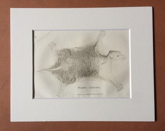 1800 Flying Colugo Original Antique Engraving - Zoology - Natural History - Available Framed