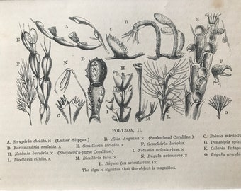 1863 Polyzoa Original Antique Print - Ocean Wildlife - Marine Organism - Natural History - Mounted and Matted - Available Framed
