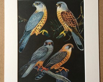 1968 Original Vintage Bird Print - Mounted and Matted - Bird of Prey - Sparrowhawk? - Ornithology - Available Framed