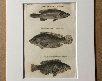 1812 Comber Wrasse Ancient Wrasse & Goldsinny Wrasse Original Antique Engraving - Mounted and Matted - Framed - Fish Art - Cabin Decor