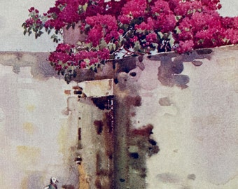 1909 Madeira - A Drinking Fountain Original Antique Print - Botanical Art - Flower - Mounted and Matted - Available Framed