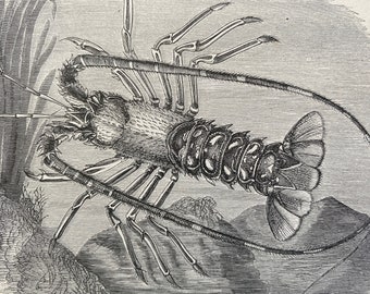 1863 Spiny Lobster Original Antique Print - Crustacean - Ocean Wildlife - Available Framed
