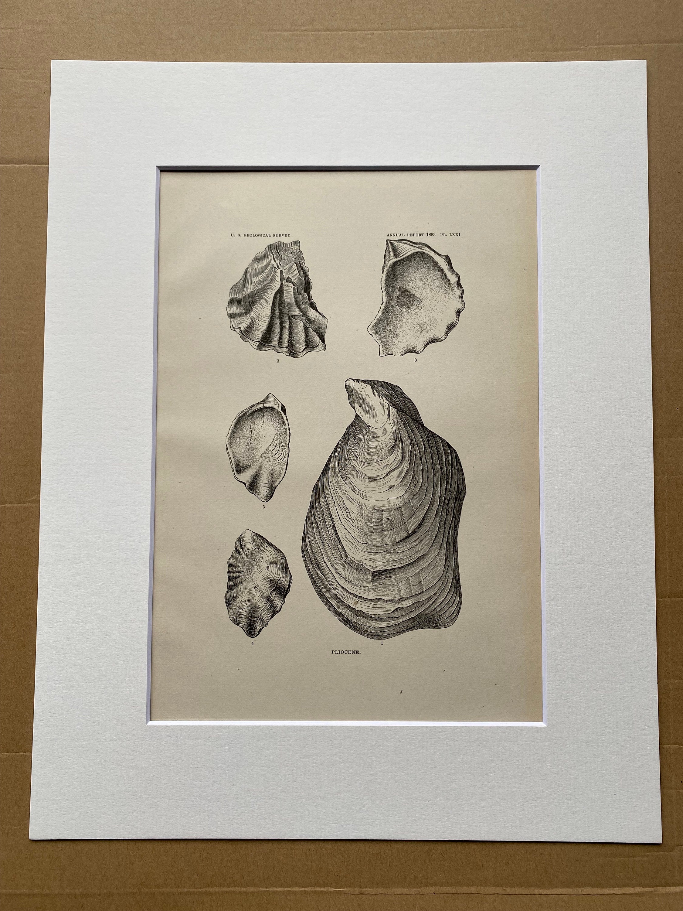 1883 Pliocene Fossils Original Antique Print Mounted and Matted