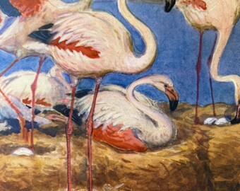 1968 Greater Flamingo Original Vintage Print - Ornithology - Mounted and Matted - Available Framed