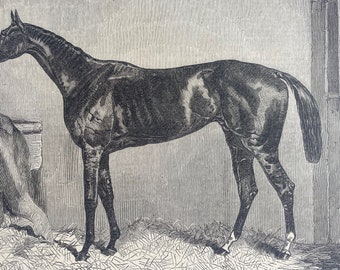 1864 Scottish Chief, Winner of the Ascot Cup Original Antique Print - Racing Horse - Mounted and Matted - Available Framed