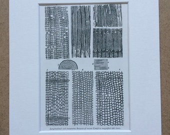 1836 Original Antique Engraving - Sections of Conifera - Palaeontology - Mounted and Matted - Fossil - Geology - Available Framed