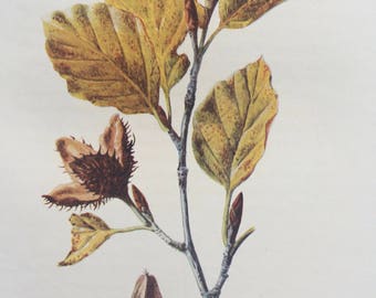 1902 Original Antique Matted Botanical Lithograph - Beech - Botany - Wild Fruit - Flower - Edward Hulme - English Countryside