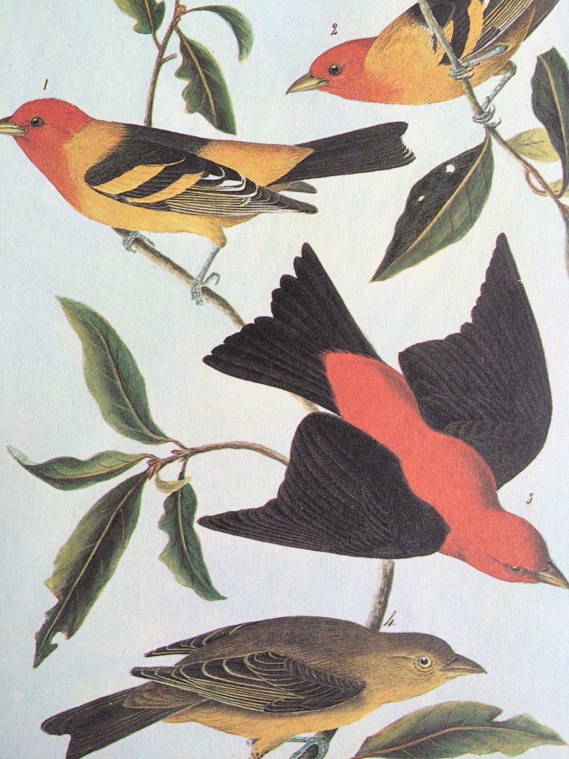 1966 Western & Scarlet Tanager Original Vintage Audubon Print ...