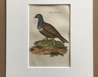 1815 Red Grouse Original Antique Hand-Coloured Engraving - Ornithology Vintage Bird Art - Mounted and Matted - Available Framed