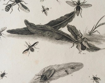 1819 Original Antique Engraving - Vintage Insect Art - Diptera - Entomology