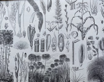 1869 Botany Large Original Antique Illustration - Rice Plant, Maize, Sugar Cane, Peanut, Papyrus - Botanical Art - Mounted and Matted