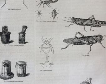 1856 Large Original Antique Insect Engraving - Locust, Butterfly, Moth, Mantis, Dragonfly, Breeding Apparatus - Entomology - Wall Decor