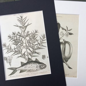 1819 Original Antique Botanical Engraving Mounted and Matted Botanical Art Flower Plant Trees and Shrubs Botany Framed image 3