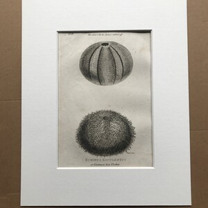 1809 Echinus Esculentus or Common Sea Urchin Original Antique Engraving - Marine Wildlife - Ocean Decor - Available Matted and Framed