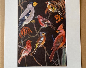1968 Goldfinch, Chaffinch, Cardinal, Crossbill, Grosbeak Original Vintage Print - Bird Art - Mounted and Matted - Available Framed