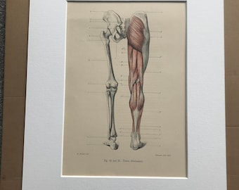 1890 Original Antique Anatomical Print - Leg Muscles & Bones - Skeleton - Anatomy - Medical Decor - Mounted and Matted - Available Framed