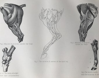 1880 Equine Anatomy - Bones, Muscles and Arteries of the Hinder Extremities Original Antique Print - Mounted and Matted - Available Framed