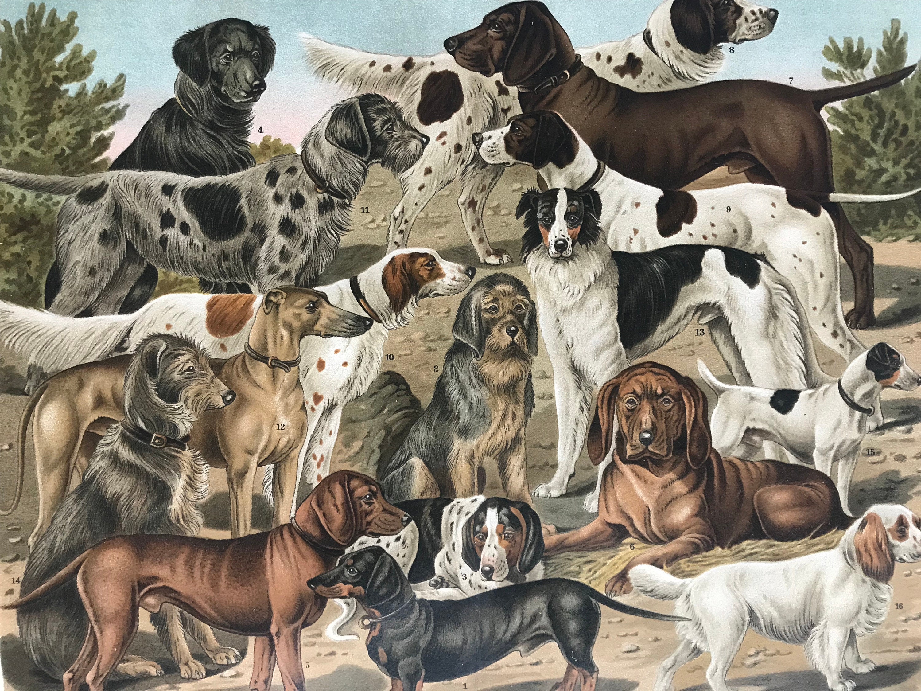 1896 Hunting Dogs Original Antique Print Available Framed Canine