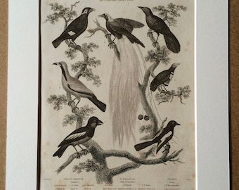 1819 Original Antique Engraving - Ornithology - Grackle, Bird of Paradise and Tody Varieties - Bird Art - Available Matted and Framed