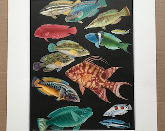 1968 Original Vintage Print - Mounted and Matted - Princess Parrotfish, Bird Wrasse, Cuckoo Wrasse, Blue Wrasse - Fish - Available Framed