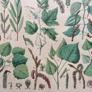 1890 Large Original Antique Botanical Lithograph - Botanical Print - Botany - Plants - Botanical Art - Tree - Nut - Willow - Poplar - Aspen