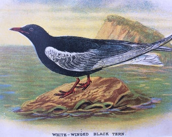 1896 White-Winged Black Tern Original Antique Chromolithograph - Bird - Ornithology - Available Framed - Decorative Print