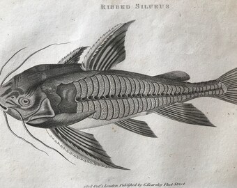 1809 Ribbed Silurus Original Antique Engraving - Natural History - Zoological Art - Marine Wildlife - Available Matted and Framed