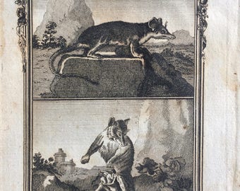 1775 Original Antique Copper Engraving - Male and Female Sariga - Count de Buffon - Wildlife - Wall Decor - Zoology - Matted - Framed