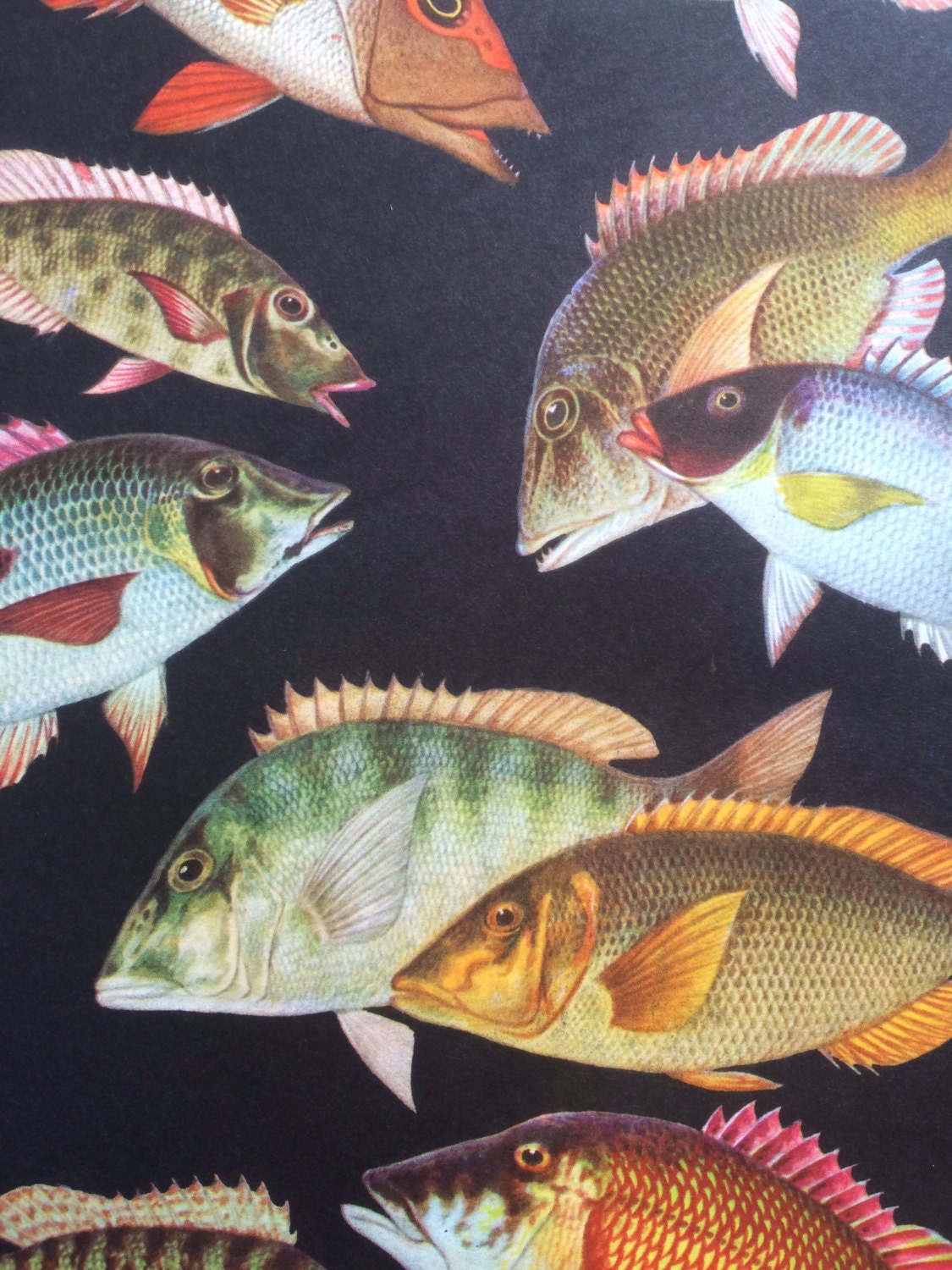 1968 Colourful Vintage Fish Print Tropical Fish matted and ready to frame 14 x 11 inches 1968 Colourful Vintage Fish Print Tropical Fish matted and ready to frame 14 x 11 inches